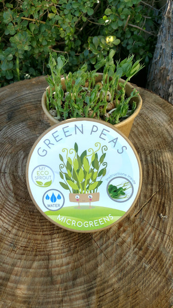 Green Peas Microgreen Kit