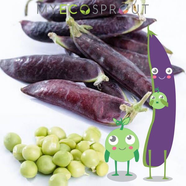 Purple Podded Peas