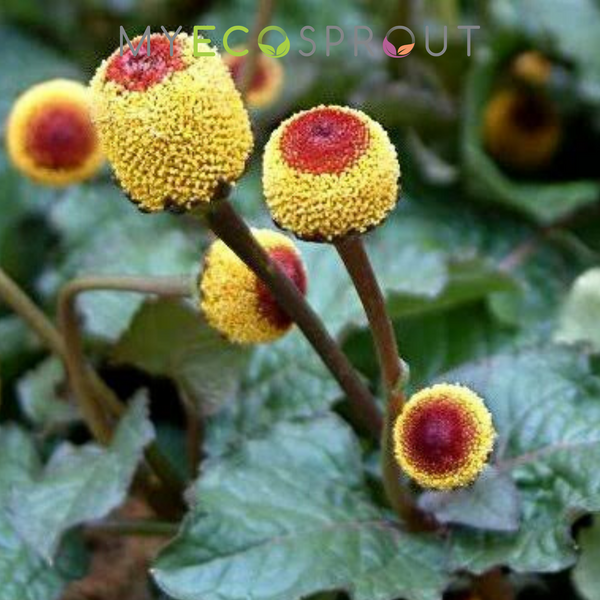 Toothache Plant Seeds