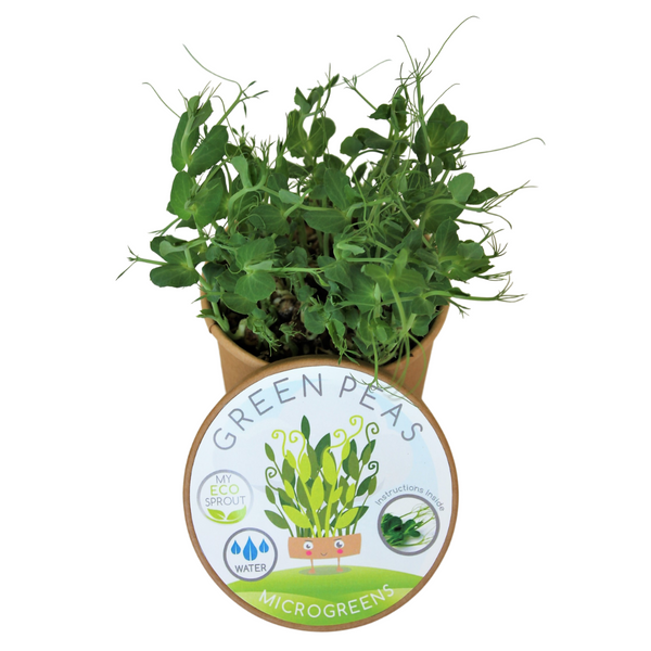 Green Peas Microgreen Kit