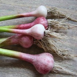 Egyptian Pink Garlic